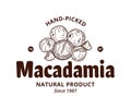 Vector macadamia logo Royalty Free Stock Photo
