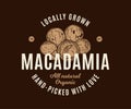Vector macadamia logo Royalty Free Stock Photo