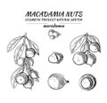 Vector Macadamia Nuts Sketches Collection, Black Outline Drawings, Isolated.