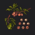 Vector macadamia set, nut. Botanical illustration