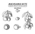 Vector Macadamia Sketches Set, Black Drawing Isoalted Nuts Illustration.