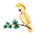 Vector macaw illustration. Yellow parrot sitting on branch.