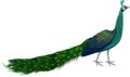 Vector male Green peafowl