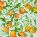 Vector Mandarin Floral Background, Seamless Fruit Pattern, Citrus Fruits, Flowers, Leaves, Branches Texture Royalty Free Stock Photo