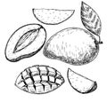 Vector mango hand drawn sketch . Sketch food illustration Royalty Free Stock Photo