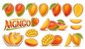 Vector Mango Set