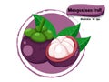 Vector Mangosteen fruit isolated on color background,illustrator 10 eps