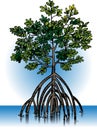 Vector mangrove plants