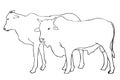 Vector Manual Draw sketch cow, allowed to be slaughted in idul adha