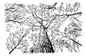 Vector Manual Draw Sketch, dead tree