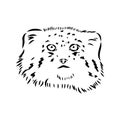 vector manul wild cats graphic illustration manul the forest cat