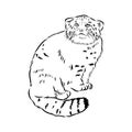 vector manul wild cats graphic illustration manul the forest cat