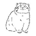 vector manul wild cats graphic illustration manul the forest cat