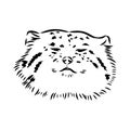 vector manul wild cats graphic illustration manul the forest cat