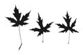 maple fall leaves icons set. Autumn leaf collection, black fill color isolated silhouettes. Naturalistic botanical shape Royalty Free Stock Photo