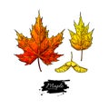 Vector maple leaves and seed drawing set. Autumn elements.