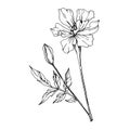 Vector Marigold floral botanical flowers. Black and white engraved ink art. Isolated tagetes illustration element.