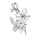 Vector Marigold floral botanical flowers. Black and white engraved ink art. Isolated tagetes illustration element.