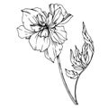 Vector Marigold floral botanical flowers. Black and white engraved ink art. Isolated tagetes illustration element.