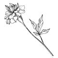 Vector Marigold floral botanical flowers. Black and white engraved ink art. Isolated tagetes illustration element.