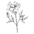 Vector Marigold floral botanical flowers. Black and white engraved ink art. Isolated tagetes illustration element.