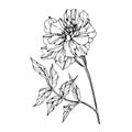 Vector Marigold floral botanical flowers. Black and white engraved ink art. Isolated tagetes illustration element.