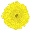 Vector marigold flower.