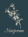 Vector marjoram illustration isolated. Hand sketched botanical plant. Card with spice drawing in engraving style.