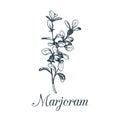 Vector marjoram illustration isolated.Hand sketched botanical plant for tags.Card with spice drawing in engraving style.