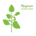 Vector marjoram, seasoning spice, organic herb, food