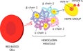 Vector Medical icon erythrocyte red blood cell. hemoglobin molecule