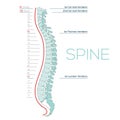 Vector Medical illustration of the Spine