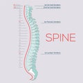 Vector Medical illustration of the Spine