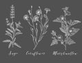 Vector medicinal herbs.