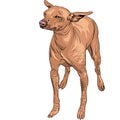 vector Mexican Hairless Dog Xoloitzcuintle breed