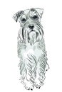 Vector Miniature Schnauzer dog Royalty Free Stock Photo