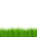 Vector modern grass background. Eps 10