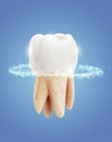 vector molar tooth. beauty and health. tooth cleaning and personal care