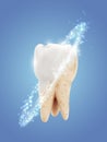 vector molar tooth. beauty and health. tooth cleaning and personal care