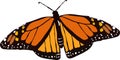 Vector Monarch butterfly