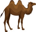 Vector mongolian bactrian camel