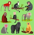 Vector monkeys apes breed rare animal set of cartoon macaque nature primate monkey chimpanzee and orangutan primate