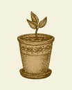 Vector monochrome drawing. Sprout in a pot