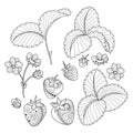 Vector Monochrome Fruit Collection