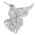 Vector monochrome hand drawn illustration of colibri.