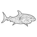 Vector monochrome hand drawn illustration of shark.