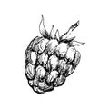 Vector monochrome illustration of raspberry logo. Many similarities vector