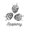 Vector monochrome illustration of raspberry logo. Many similarities vector