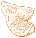 Vector monochrome orange slices