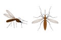 Vector Mosquito close up and top side view isolated on white background. Realistic tropical fever zika virus transmitter Royalty Free Stock Photo